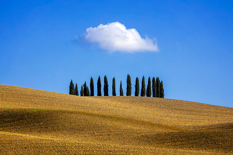 Copse of Trees, San Quirico d'Orcia, Tuscany, Italy - tuscany photography tours and workshops