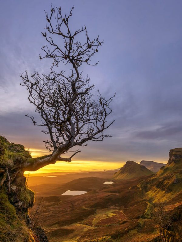 Lone Tree, Quiraing, Isle of Skye, Scotland - landscape photography tours and workshops with Landscape Locations